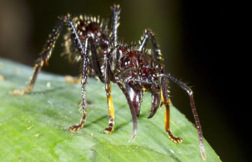 Most Dangerous Insects 12 - Most Dangerous Insects in the World -- The Deadliest Venom