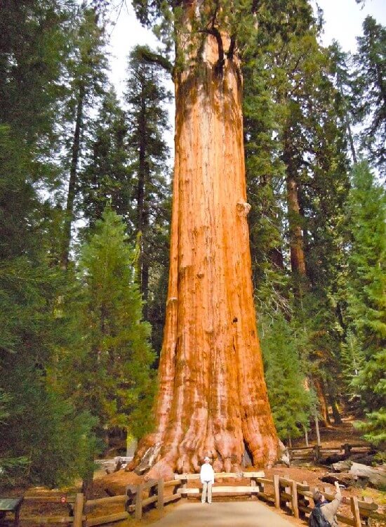 Largest Tree in the World 1 - Largest Tree in the World