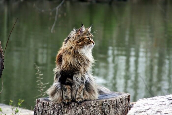 most expensve cats 3 - Most Expensive Cats in the World - Valuable Cat Breeds