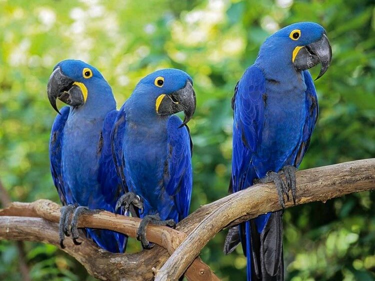 Hyacinth Macaw - Top Most Expensive Pets in the World: Most Adorable Pets