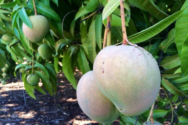 Northern Territory Mangoes - Most Expensive Fruits in the World: Best Fruits to Eat