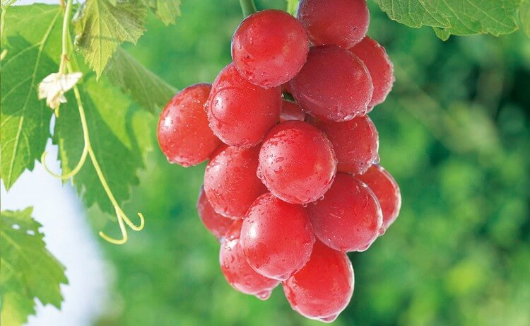 Ruby Roman Grapes - Most Expensive Fruits in the World: Best Fruits to Eat