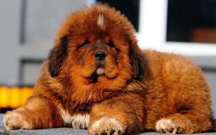 Tibetan Mastiff - Top Most Expensive Pets in the World: Most Adorable Pets