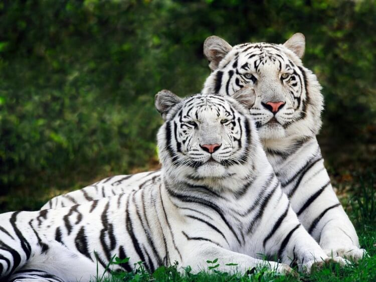White Bengal Tiger - Top Most Expensive Pets in the World: Most Adorable Pets