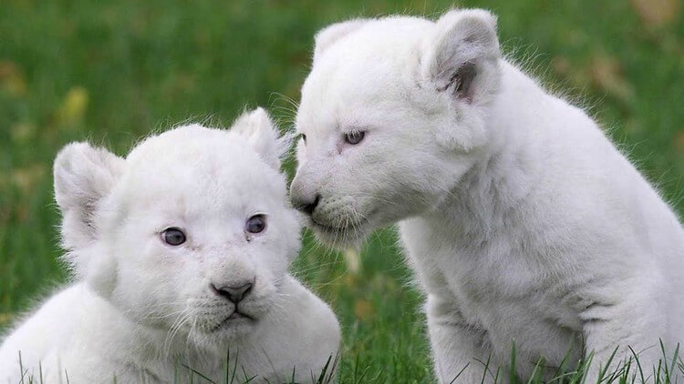 White Lion Cubs - Top Most Expensive Pets in the World: Most Adorable Pets