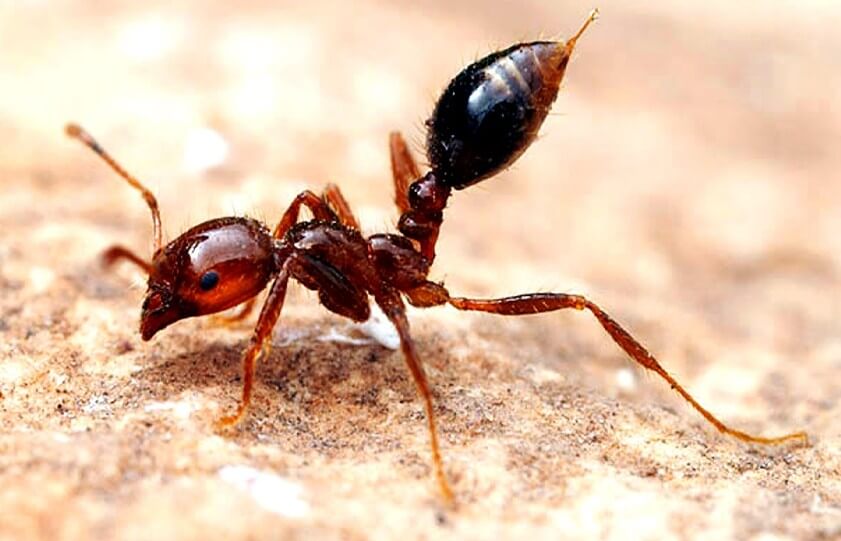 Most Dangerous Insects 4 - Most Dangerous Insects in the World -- The Deadliest Venom
