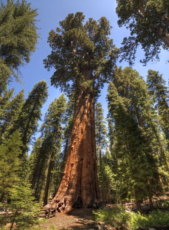 Largest Tree in the World 2 - Largest Tree in the World