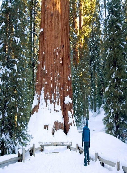 Largest Tree in the World 3 1 - Largest Tree in the World