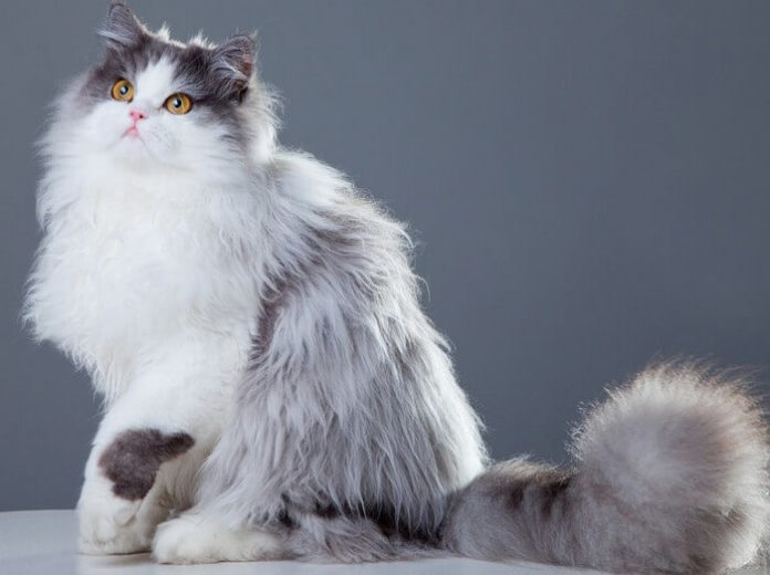 Most Expensive Cats in the World
