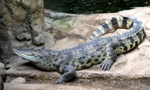 Siamese Crocodile 300x181 - Rare Animals Nearly Impossible to See in the World
