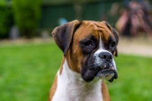 Boxer 300x200 - Top 10 Most Popular Dog Breeds in the World