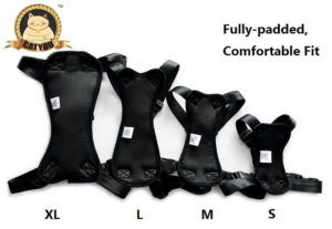 CatYou Safety 300x207 - Cat Harness Reviews - Full Guide for Best Cat Harness