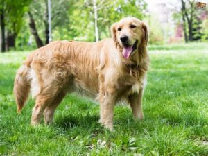 Golden Retriever 300x225 - Top 10 Most Popular Dog Breeds in the World