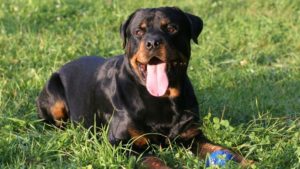 Rottweiler 300x169 - Top 10 Most Popular Dog Breeds in the World