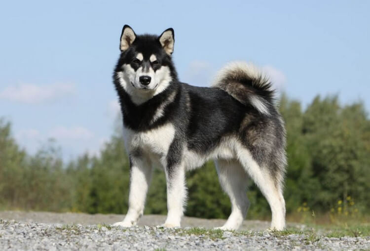 Alaskan Malamute - Top 10 Most Dangerous Dogs in the World