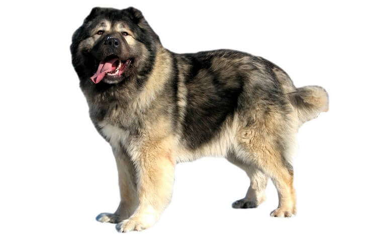 Caucasian Shepherd - Top 10 Most Dangerous Dogs in the World