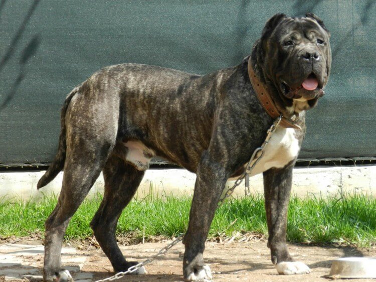 Perro de Presa Canario - Top 10 Most Dangerous Dogs in the World