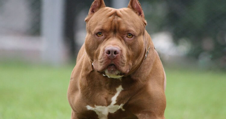 Pit Bull - Top 10 Most Dangerous Dogs in the World